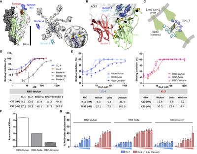 Customizably designed multibodies neutralize SARS-CoV-2 in a variant-insensitive manner